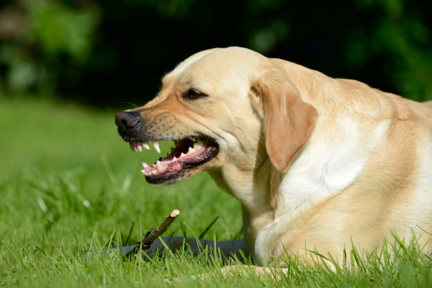 Gebiss Masterdog infowissen Wissenwertes rund um den Hund